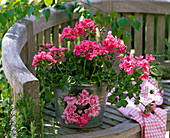 Pelargonium peltatum 'Pink Sybil' (Hanging Geranium)