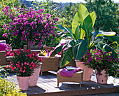 Bougainvillea, Musa (Banane), Nerium oleander (Oleander)