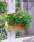 Mentha in basket hanging in the window