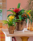 Guzmania (Guzmania) in planters made of banana leaves