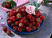 Fragaria (Erdbeeren) und Rosa (Rosen)