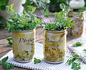Herbs bought in a tin: Mentha (Peppermint), Petroselinum