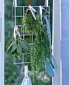 Bouquets of herbs hung on a grid to dry