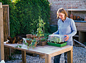 LOHAS - Serie: Frau mit Jungpflanzen, Mini-Gewächshaus und Katze am Tisch