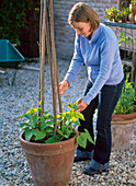 LOHAS - Serie: Feuerbohnen in Kübel pflanzen : 7/8 Frau leitet Phaseolus (Feuerbohnen) an Rankhilfe