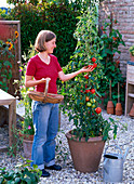 LOHAS - Serie: Tomate in Kübel pflanzen : 3/3 Frau erntet Lycopersicon (Tomaten)