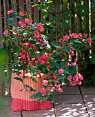 Bougainvillea in farblich passender Einkaufstasche