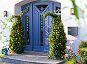 Blauer Hauseingang mit Thunbergia alata (Schwarzäugiger Susanne)