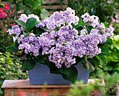 Hydrangea macrophylla 'Forever' (gefüllte Hortensien)