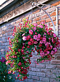 Petunia Conchita 'Grenadine', Sunpleasure 'Pink' (Petunien)