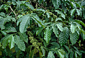 Coffea (Kaffee), Pflanze mit unreifen Früchten