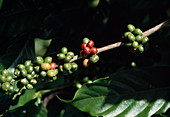 Wothe : Coffea (Kaffee) mit Früchten unterschiedlicher Reife