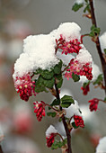 Wothe : Ribes sanguineum (Blut - Johannisbeere), Blüten mit Schnee