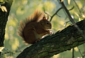Wothe : Sciurus vulgaris (Eichhörnchen) beim fressen im Baum