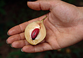 Wothe: Myristica fragrans (Muskatnuß) halbiert in Hand