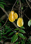 Wothe : Averrhoa (Karambole, Sternfrucht), Früchte am Baum