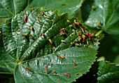 Wothe: Galls on Tilia (lime tree)