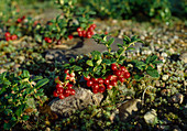 Wothe: Vaccinium vitis-idaea (cranberries)