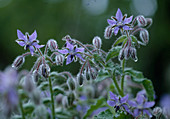 Borago (Borago officinalis)