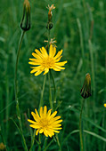 Wothe: Tragopogon pratensis (Meadow goatsbeard)