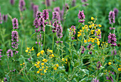 Wothe: Stachys officinalis, Lysimachia vulgaris (loosestrife) in a meadow