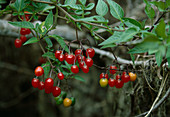 Wothe: Solanum dulcamara (Bittersüßer Nachtschatten), Beeren