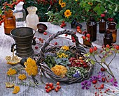 Stillleben mit Heilpflanzen für Kosmetik und Tee