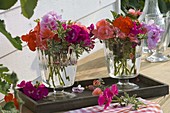 Pelargonium (geranium) flowers and leaves