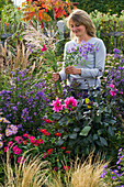 Frau pflückt Aster (Herbstastern) und Miscanthus (Chinaschilf)