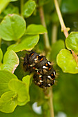 Caterpillar of Euproctis chrysorrhoea (Goldafter)