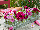 Cosmos (Schmuckkörbchen), Dahlia (Dahlien), Pelargonium