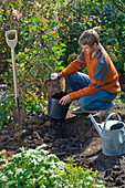Man planting shrub hydrangea (1/4)