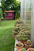 Cacti in clay pots outside on greenhouse wall