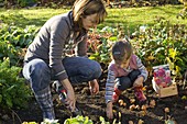 Mother and daughter plant tulipa (tulip bulbs)