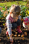 Girl placing onions of tulipa (tulip) to plant in the bed