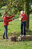 Mädchen beim Apfelpflücken auf Streuobstwiese