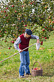 Grandfather picking apples in a meadow orchard