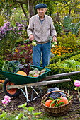 Großvater erntet Gemüse im Bauerngarten