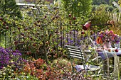 Malus 'Rewena' (Apfelbaum) im Beet mit Aster