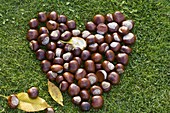 Heart of Aesculus (chestnut) laid on grass