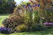 Autumn bed with Aconitum (monkshood), Euonymus (peony)