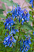 Blüten von Corydalis flexuosa (Blauem Lerchensporn)