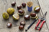 Make chestnut animals
