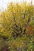 Prunus padus (Sessile Cherry) in autumn colours