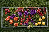 Berries and fruits tableau on moss in wooden tray