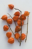 Physalis (Lampion flower)