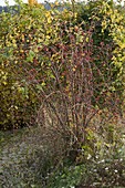 Rosa canina (Hundsrose) Strauch im Herbst mit Hagebutten ohne Blätter
