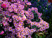 Chrysanthemum rubellum 'Clara Curtis' (Chrysantheme)
