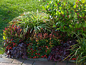 Gaultheria (scheinbeere), Heuchera 'Amethyst Mist' (purple bellflower)