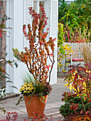 Acer palmatum 'Shishigashira' (Japanese fan maple) underplanted